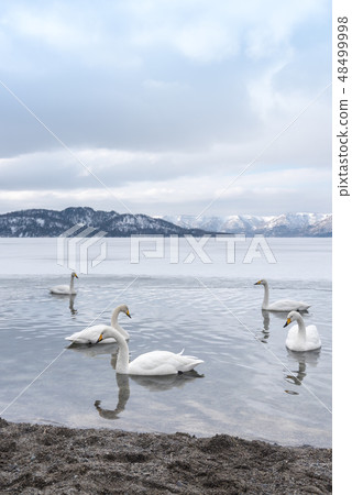 Lake Kussharo Swan 48499998
