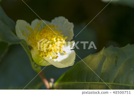 茶花 48500751