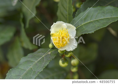 茶花 48500755
