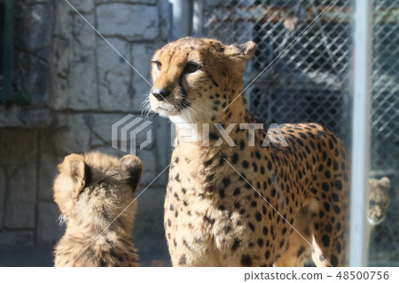  Cheetah 48500756