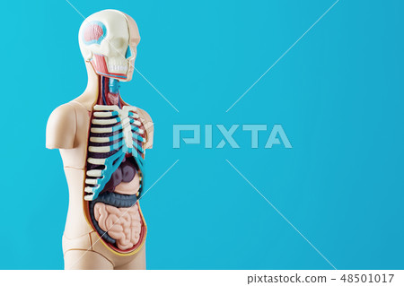 Anatomical model human body with internal organs 48501017