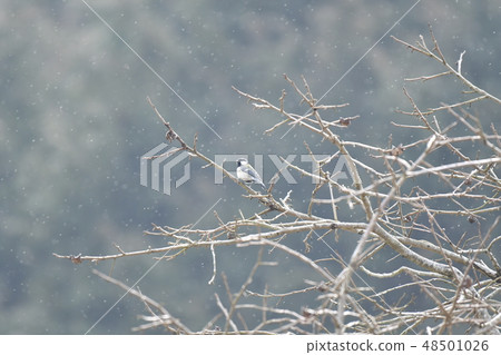 Titsyukara · male · perch tree · drizzle · in February 48501026