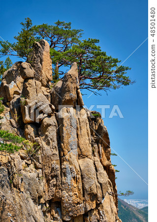 Pine tree and rock cliff , Seoraksan National Park, South Korea Pine tree and rock cliff , Seoraksan National Park, South Korea 48501480