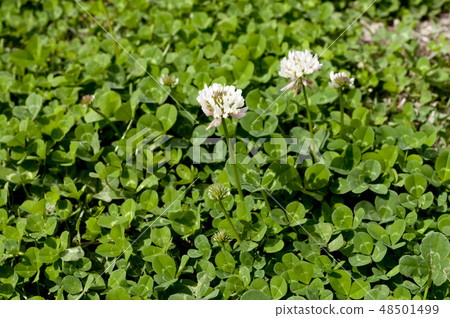 三葉草（白三葉草）花 48501499