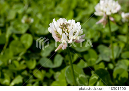 三葉草（白三葉草）花 48501500