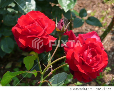 紅花 紅花 48501866
