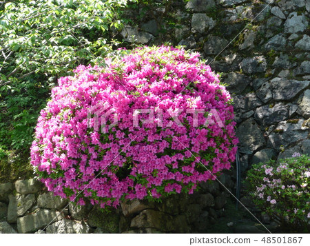花 花 48501867