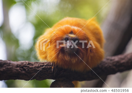 Tamarin Monkey 48501956