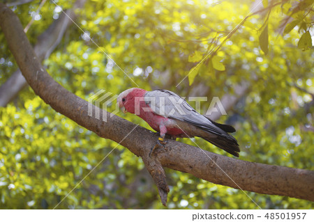 Pink parrot on the tree. 48501957