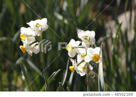 水仙花花 48502109