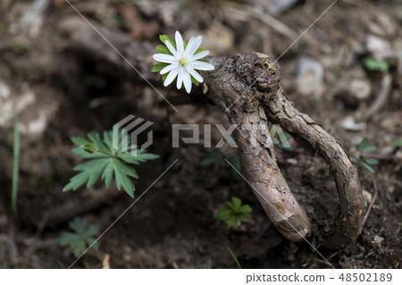 一朵野花 48502189
