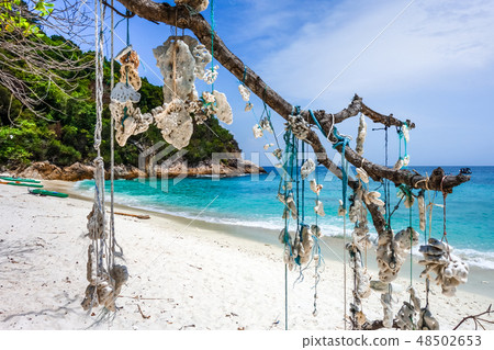 Hanging coral, Perhentian Islands, Malaysia 48502653