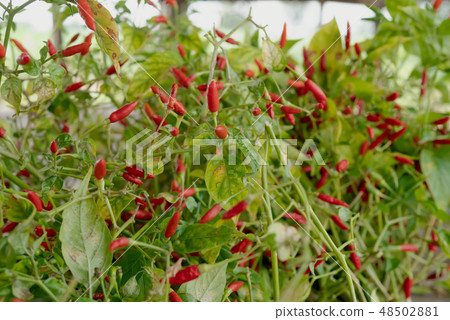 Red Capsicum annuum group with green leaf 48502881