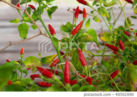 Capsicum annuum or Chilli Padi 48502890