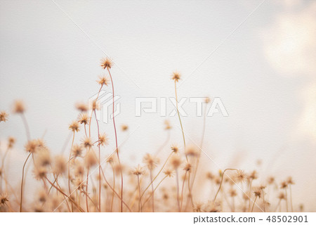 Grass flowers on sky background with sunlight Grass flowers on sky background with sunlight 48502901