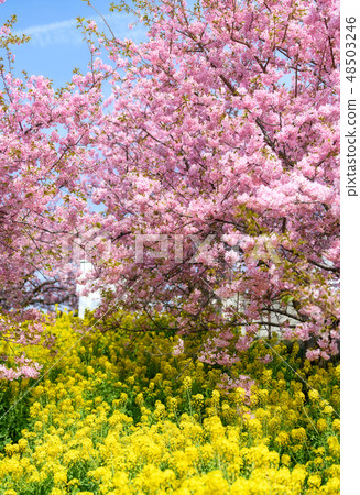 春天的顏色[川津櫻花和油菜花] 48503246