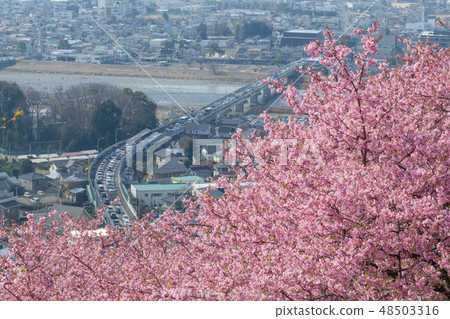 [Matsuda Sakura Festival] Traffic jam during the holiday season 48503316