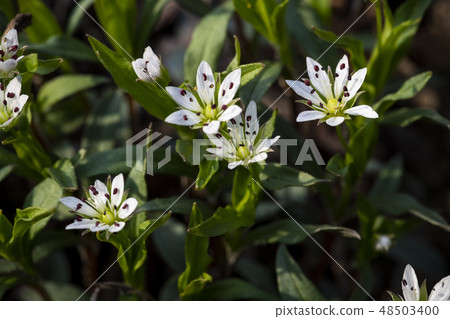 Korean Wildflower 48503400
