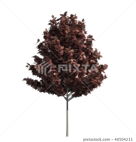Tree 3d illustration isolated on the white background 48504211
