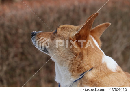 Corgi Corgi 48504410