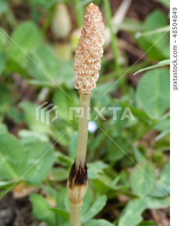 春天來了 48504849