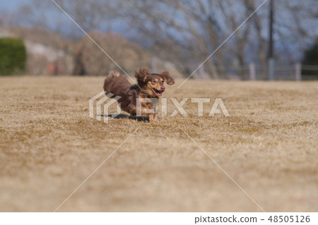 達克斯獵犬Kaninhaen可愛 48505126