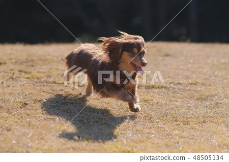 Dachshund Kaninhaen cute 48505134