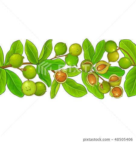 macadamia vector pattern 48505406