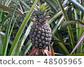 pineapple  48505965