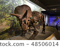 Fossil of the dinosaur (Triceratops) 48506014