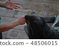 Fur seals to kiss 48506015