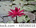 Red Lotus 48506018