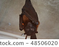 Bat (bat) 48506020