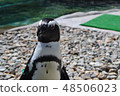 Penguin 48506023