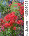 Cluster amaryllis 48506026