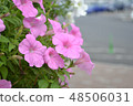 Pink Petunia Flower 48506031