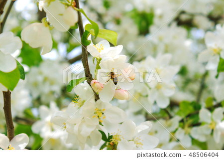 Bee on a flower collecting nectar Bee on a flower collecting nectar 48506404