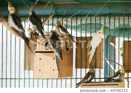 皇冠鸚鵡 48506725