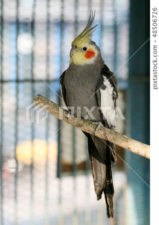 Crown parrot 48506726