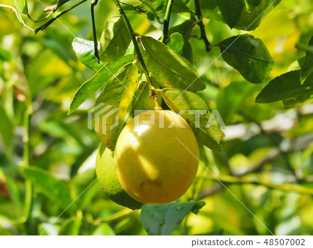 Hahajima's lemon Hahajima's lemon 48507002