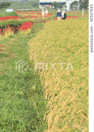 A cluster amaryllis of Fujisawa 48507693