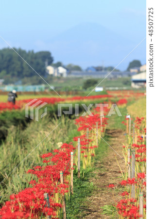 A cluster amaryllis of Fujisawa A cluster amaryllis of Fujisawa 48507725