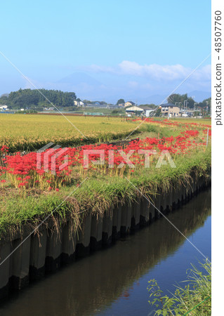 A cluster amaryllis of Fujisawa 48507760