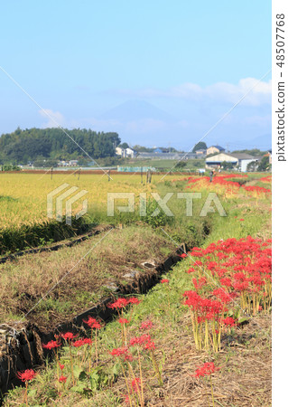 A cluster amaryllis of Fujisawa A cluster amaryllis of Fujisawa 48507768