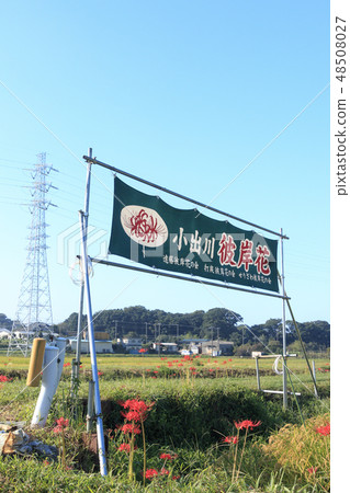 藤澤的群集孤挺花 48508027