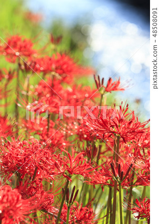 藤澤的群集孤挺花 48508091