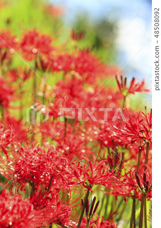 藤澤的群集孤挺花 藤澤的群集孤挺花 48508092