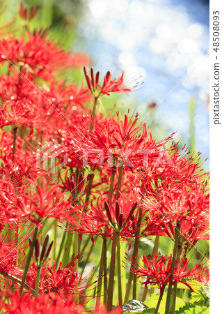 藤澤的群集孤挺花 48508093