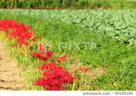 藤澤的群集孤挺花 藤澤的群集孤挺花 48508106