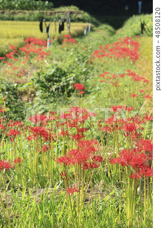 A cluster amaryllis of Fujisawa 48508120